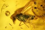 Two Fossil Flies (Diptera) In Baltic Amber #139047-1
